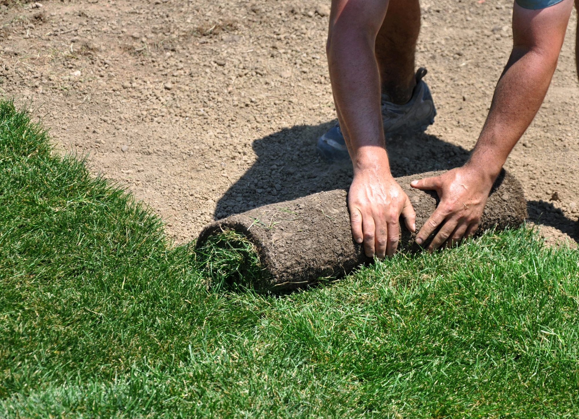 Laying down new sheets of grass